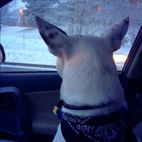 Jaxson . The Therapy Dog💙🐾 - Picture 4 of 4